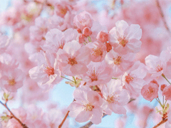 春天桃花盛开的说说带图片 赏花晒花的朋友