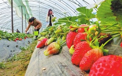关于摘草莓的文章-可以在摘草莓